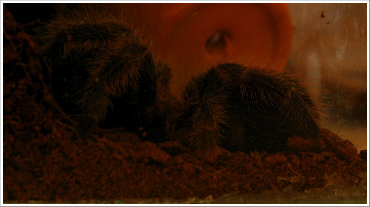 little hairy girl.JPG